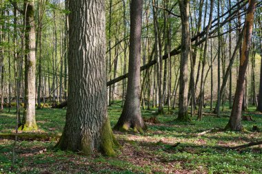 Baharda meşe ve korna ağacı yaprak döken orman, Bialowieza Ormanı, Polonya, Avrupa