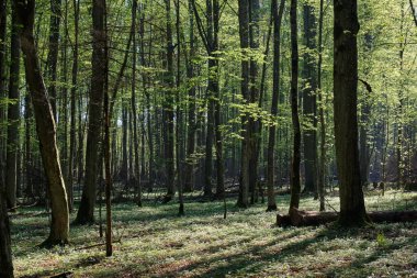 Baharda meşe ve korna ağacı yaprak döken orman, Bialowieza Ormanı, Polonya, Avrupa