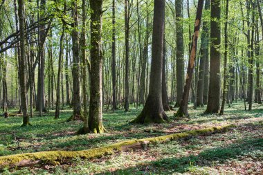 Baharda meşe ve korna ağacı yaprak döken orman, Bialowieza Ormanı, Polonya, Avrupa