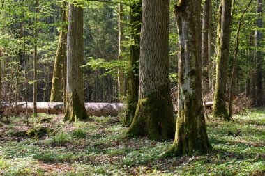 Baharda meşe ve korna ağacı yaprak döken orman, Bialowieza Ormanı, Polonya, Avrupa