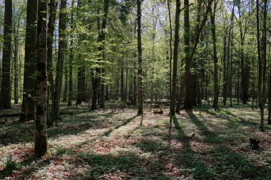 Baharda meşe ve korna ağacı yaprak döken orman, Bialowieza Ormanı, Polonya, Avrupa