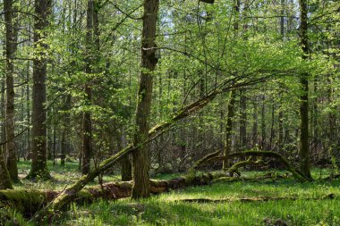 Baharda meşe ve korna ağacı yaprak döken orman, Bialowieza Ormanı, Polonya, Avrupa