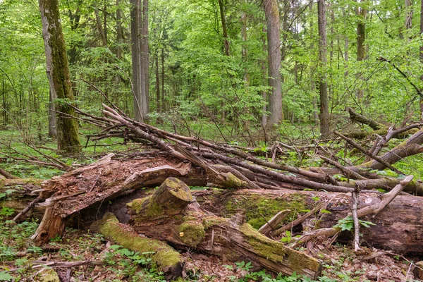 Bogate Stoisko Wiosenne Rozbitym Dębem Pierwszym Planie Puszcza Białowieska Polska — Zdjęcie stockowe