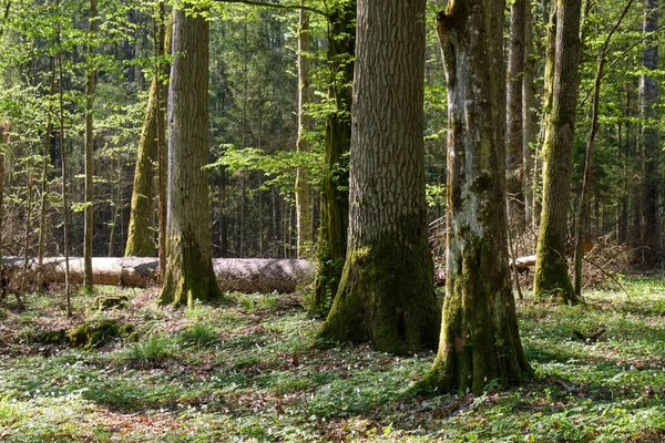 Βελανιδιά Και Κεράτινα Δένδρα Φυλλοβόλο Δάσος Την Άνοιξη Bialowieza Forest — Φωτογραφία Αρχείου
