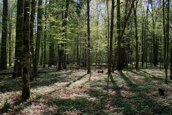 Oak Hornbeam Tree Deciduous Forest Spring Bialowieza Forest Poland Europe — 图库照片