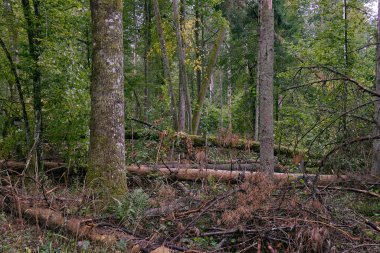 Arka planda eski çam ağaçları, Bialowieza Ormanı, Polonya ve Avrupa ile sonbahar karışık ilkel standı