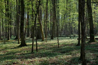 Baharda meşe ve korna ağacı yaprak döken orman, Bialowieza Ormanı, Polonya, Avrupa