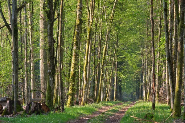 緑豊かな春の森を横断する地上道路 ポーランド ヨーロッパのBialowieza森林 — ストック写真