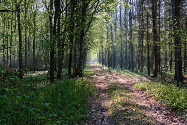 Estrada Terrestre Que Cruza Floresta Primavera Verde Fresca Surise Floresta — Fotografia de Stock