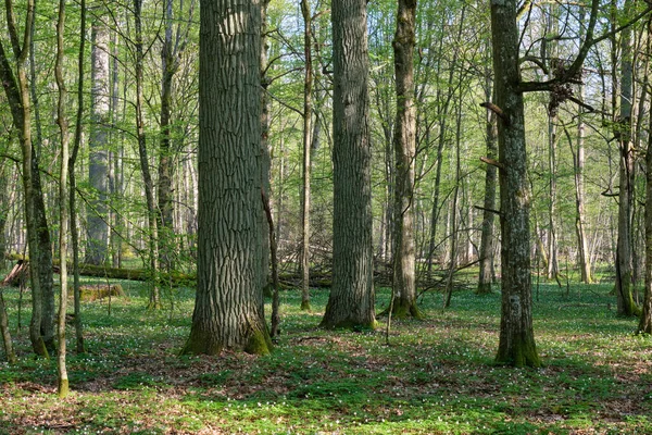 Tölgy Gyertyán Lombhullató Erdő Tavasszal Bialowieza Erdő Lengyelország Európa — Stock Fotó