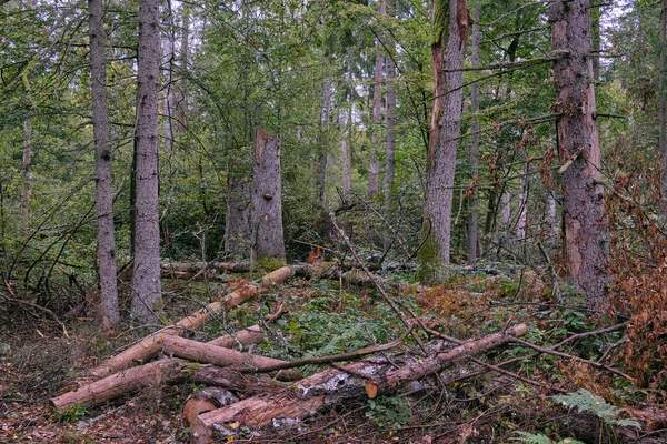 Peuplement Primitif Mixte Automnal Avec Vieux Épinettes Arrière Plan Forêt — Photo