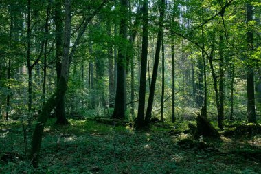 Yaşlı meşe ağaçları, Bialowieza Ormanı, Polonya ve Avrupa ile yaprak döken ormanda puslu bir gün doğumu sabahı.