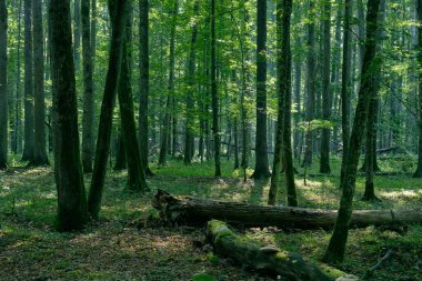 Yaşlı meşe ağaçları, Bialowieza Ormanı, Polonya ve Avrupa ile yaprak döken ormanda puslu bir gün doğumu sabahı.