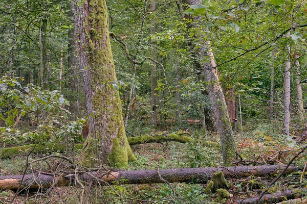 Syksyinen Sekametsikkö Jossa Taustalla Vanhoja Kuusia Bialowieza Forest Puola Eurooppa — kuvapankkivalokuva