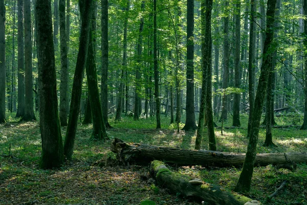 Misty sunrise morning in deciduous forest with old oak and hornbeam trees, Bialowieza Forest, Poland, Europe