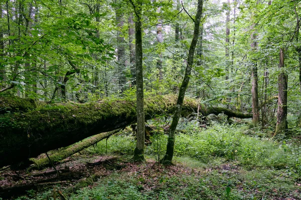 여름에는 그루가 부러져 옆으로 낙엽성인 폴란드 비알로 비에자 — 스톡 사진