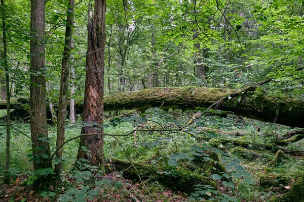 Peuplement Caduc Avec Deux Chênes Cassés Côte Côte Été Forêt — Photo