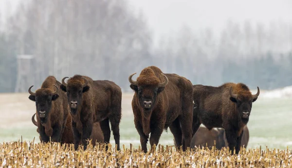 Manada Bisontes Europeos Descansando Las Nevadas Con Toros Viejos Primer —  Fotos de Stock