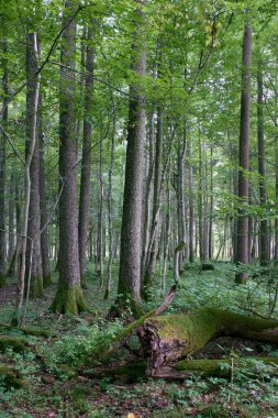 Önünde ölü dişbudak ağacı, Bialowieza Ormanı, Polonya, Avrupa