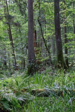 Yaz mevsiminde tatlı bayraklar ve eğreltiotu eğreltiotu eğreltiotu ağaçları, Bialowieza Ormanı, Polonya, Avrupa
