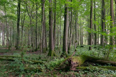 Yazın yaprak döken ağaç, Bialowieza Ormanı, Polonya, Avrupa