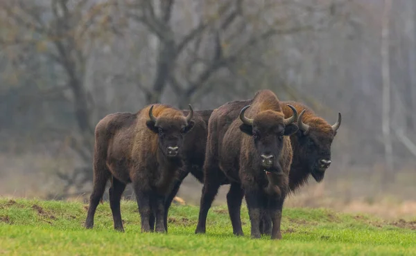 Manada Bisontes Europeos Invierno Sin Nieve Contra Los Árboles Por —  Fotos de Stock