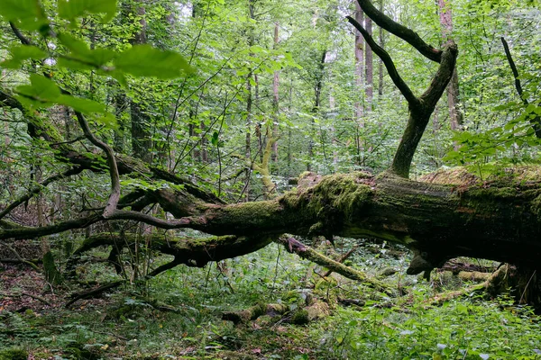Mortos Dois Carvalhos Deitados Lado Lado Musgo Envolto Entre Árvores — Fotografia de Stock