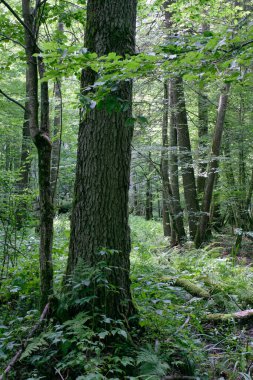 Önünde ölü dişbudak ağacı, Bialowieza Ormanı, Polonya, Avrupa