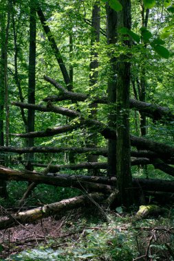 Önünde ölü dişbudak ağacı, Bialowieza Ormanı, Polonya, Avrupa