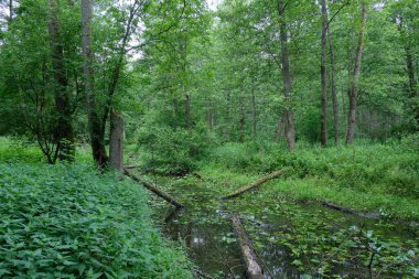 Gün doğumunda küçük doğal orman nehri. Suda kısmen azalan kütükler, Bialowieza Ormanı, Polonya, Avrupa