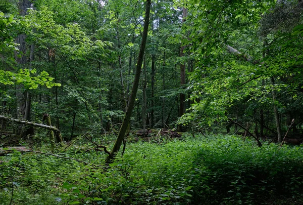 Floresta Decídua Natural Primavera Com Chifre Floresta Bialowieza Polônia Europa — Fotografia de Stock