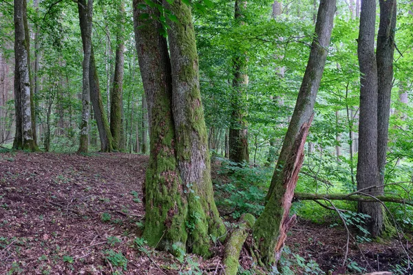 Παλαιά Φοινικόδεντρα Καλοκαίρι Φυλλοβόλο Δάσος Nex River Bialowieza Forest Poland — Φωτογραφία Αρχείου