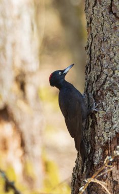 Kara Ağaçkakan (Dryocopus martius) ladin ağacı gövdesinde, Bialowieza Ormanı, Polonya, Avrupa