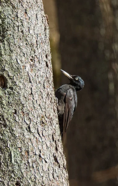 Pic Noir Dryocopus Martius Femelle Sur Tronc Épinette Forêt Bialowieza — Photo