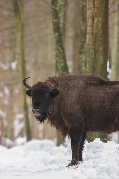 Hembra Bisonte Europea Libre Bosque Invernal Bosque Bialowieza Polonia Europa —  Fotos de Stock