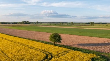 Hava, Podlasie Voyvoda, Polonya ve Avrupa 'dan ağaç manzaralı sarı tecavüz sahası