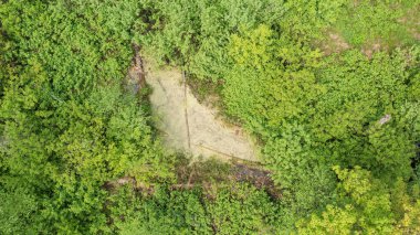 Riparian tree stand in spring with standing water from above, Bialowieza Forest, Poland, Europe