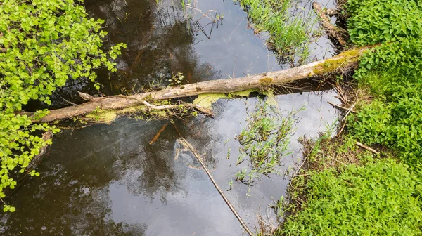 Rio Floresta Com Tronco Árvore Morta Deitado Floresta Bialowieza Polônia — Fotografia de Stock