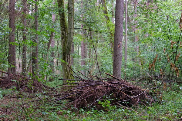 Stejar Rupt Ramuri Întinse Pământ Aproape Complet Mușchi Acoperit Pădurea — Fotografie, imagine de stoc