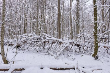 Karlı yaprak döken ağaçların kış manzarası yalan söyleyen çam ağacı, Bialowieza Ormanı, Polonya, Avrupa