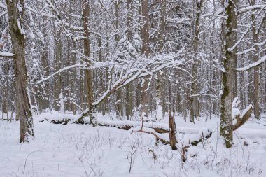 Kış mevsiminde karlı yaprak döken ağaçların olduğu yerde yatan boynuz direği ağacı, Bialowieza Ormanı, Polonya, Avrupa