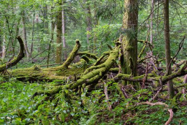 Bialowieza Ormanı, Polonya ve Avrupa 'da neredeyse tamamen yosun kaplı olan meşe ağacı dalları kırıldı.