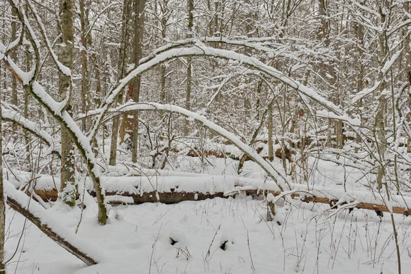 Wintertime landscape of snowy deciduous tree stand with lying broken ash tree, Bialowieza Forest, Poland, Europe