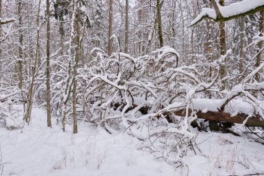 Karlı yaprak döken ağaçların kış manzarası yalan söyleyen çam ağacı, Bialowieza Ormanı, Polonya, Avrupa