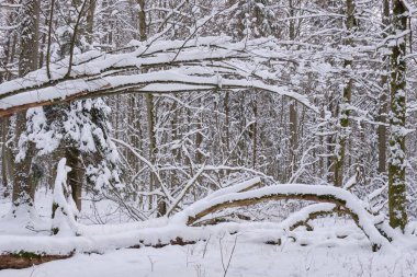 Kış mevsiminde karlı yaprak döken ağaçların olduğu yerde yatan boynuz direği ağacı, Bialowieza Ormanı, Polonya, Avrupa