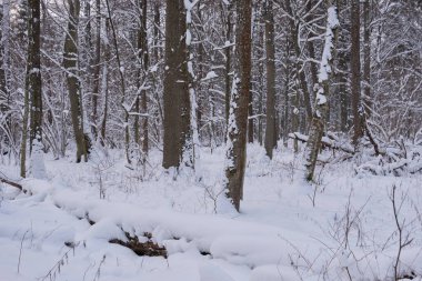 Ön planda meşe ağaçları, Bialowieza Ormanı, Polonya ve Avrupa ile karlı yaprak döken kışın manzarası