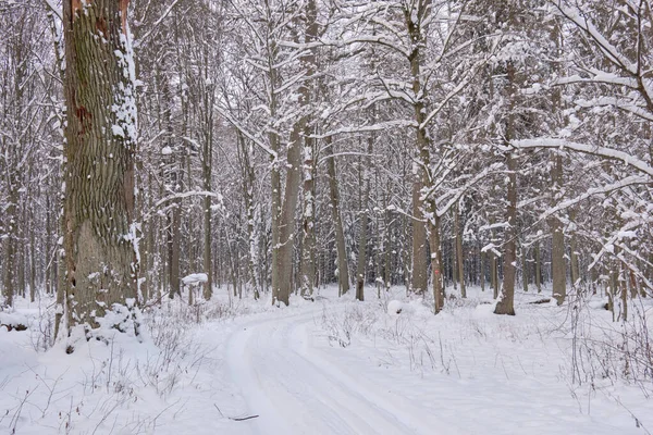 Wintertime Landscape Snowy Deciduous Stand Snowfall Bialowieza Forest Poland Europe — Stock Photo, Image