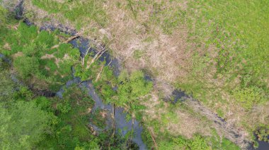 Hajnowka yakınlarındaki Lesna Ormanı 'nda ölü ağaç kütüğü, Bialowieza Ormanı, Polonya, Avrupa