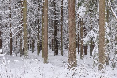 Önünde çam ağaçları, Bialowieza Ormanı, Polonya ve Avrupa olan karlı kozalaklı ağaç standlarının kış manzarası