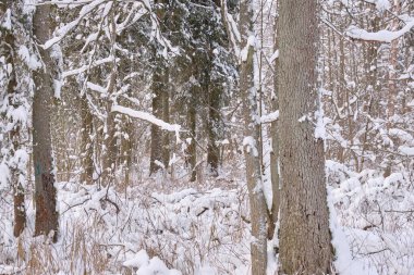 Ön planda meşe ağaçları, Bialowieza Ormanı, Polonya ve Avrupa ile karlı yaprak döken kışın manzarası